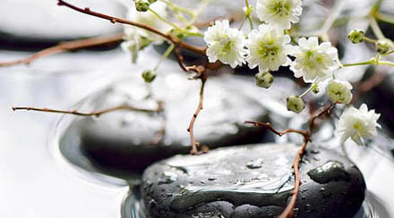 Photo of flat black spa-like stones in shallow water. Two stones are in the forefront with small white flowers and twigs placed over them, and additional stones are in the background. This photo is for holistic dentistry, which is available at My Smile Artist in San Antonio.